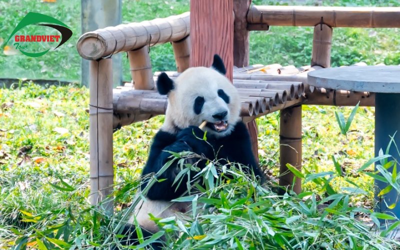 vườn gấu trúc Trùng Khánh
