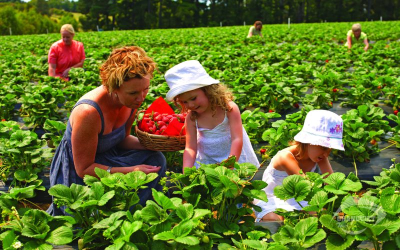 Vườn trái cây Bacchus Marsh - Tour du lịch Úc