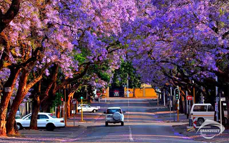 Thành phố thủ đô Pretoria - được mệnh danh là thành phố hoa phượng tím