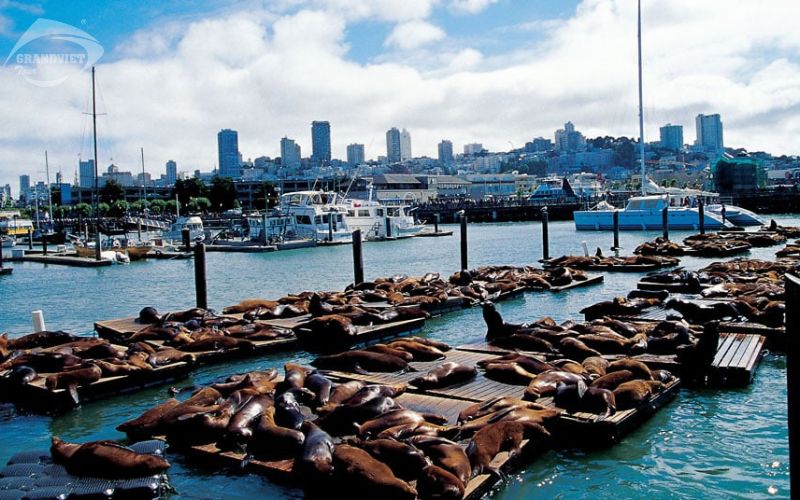 Bến tàu ngư phủ Fisherman’s Wharf - du lịch Mỹ