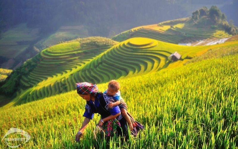Cánh đồng Mường Lò