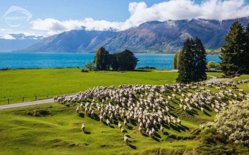 Nông trại Agrodome - Du lịch Úc Newzealand