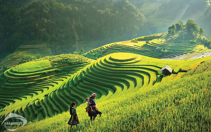 Ruộng bậc thang Mâm Xôi