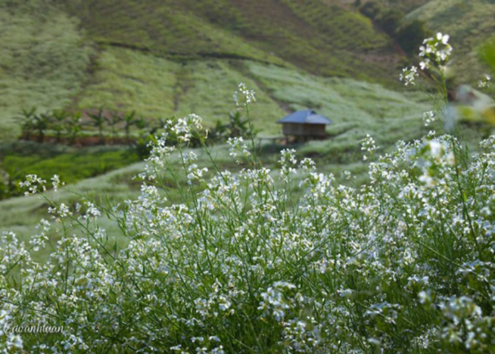 ban-ang-moc-chau