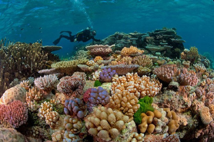Trải nghiệm rạn san hô tại Great Barrier
