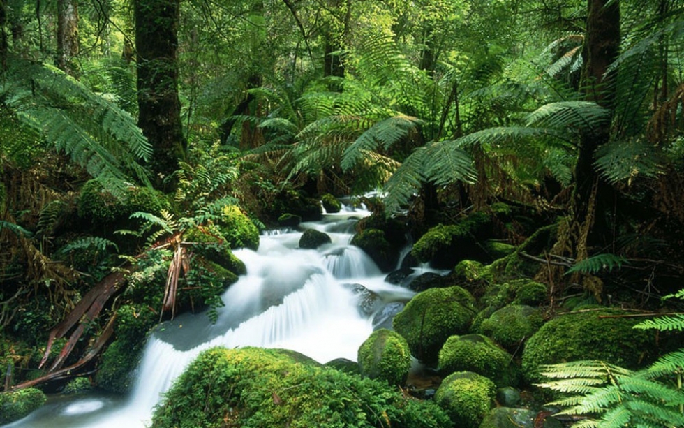 Rừng mưa nhiệt đới Daintree