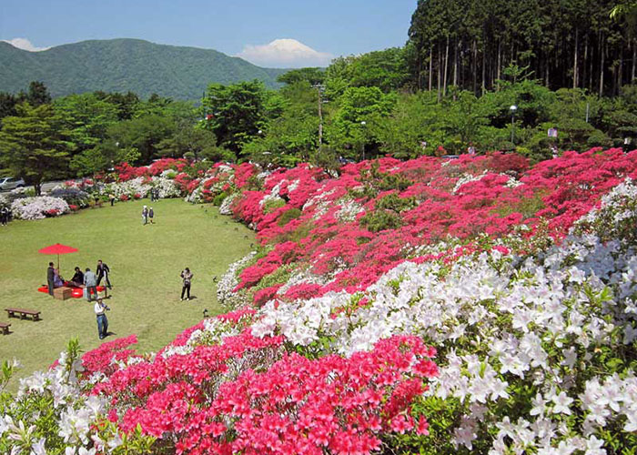 canh-dep-nhat-ban-onshi-hakone-1 cong-vien-onshi-hokaino
