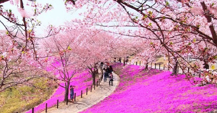 chiemnguongvedepcuahoaanhdaonhatbanquanhungbucanh1