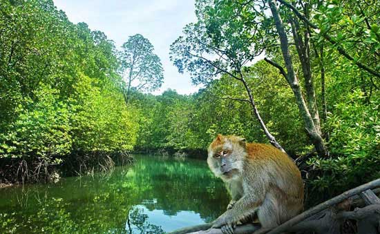 Hệ sinh thái công viên tại Langkawi
