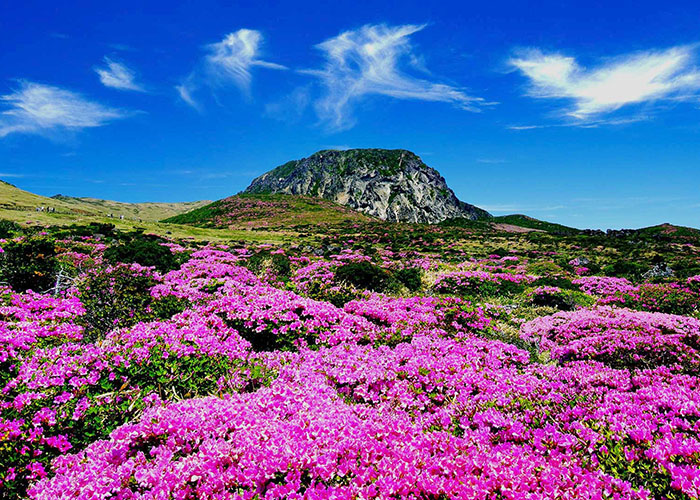 dao-jeju-hoa-do-quyen-1 Đảo Jeju Hàn Quốc - Nơi có khung cảnh nên thơ tuyệt đẹp
