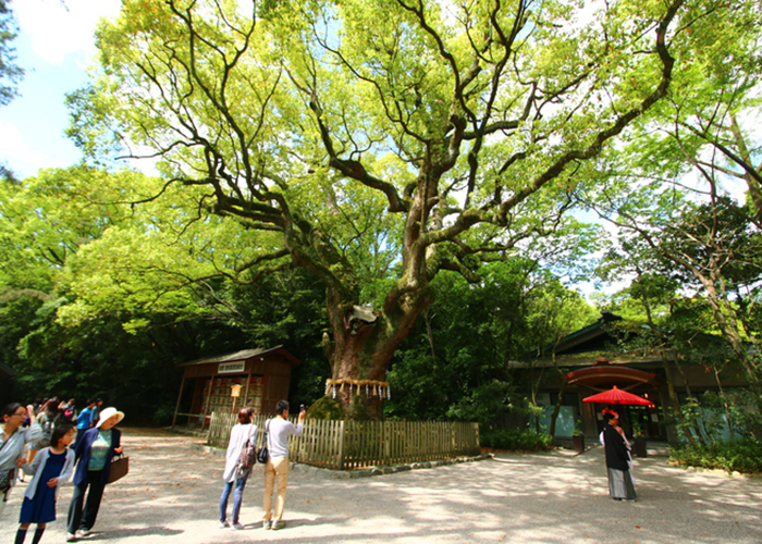 den-20atsuta-cay den-atsuta