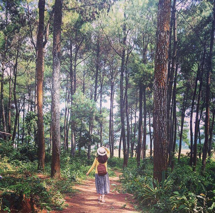 dia-diem-du-lich-moc-chau-rung-thong-ban-ang rung thong ban ang