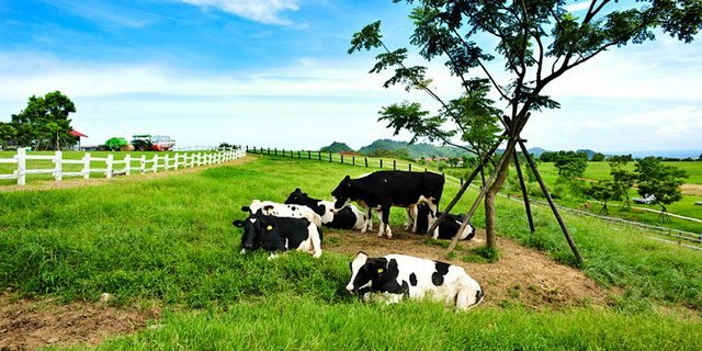 du-lich-dai-loan-thang-8-5 Bò sữa tại Nông trại Ruisui