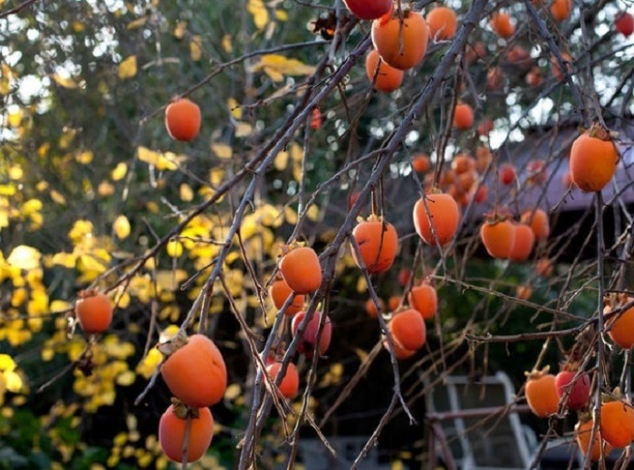dulichmocchaumuathuvoidoihongtriuqua1