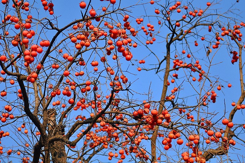dulichmocchaumuathuvoidoihongtriuqua2