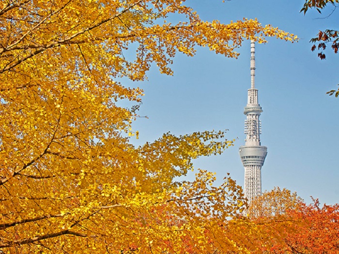 dulichnhatbanosaka-kyoto-nagoya-fuji-tokyo-disneyland4