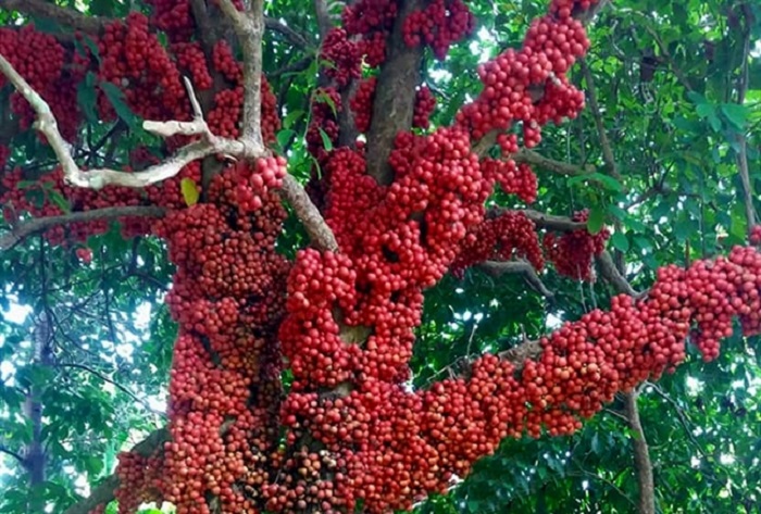 dulichphuyen-vanhoamuacaydo-1