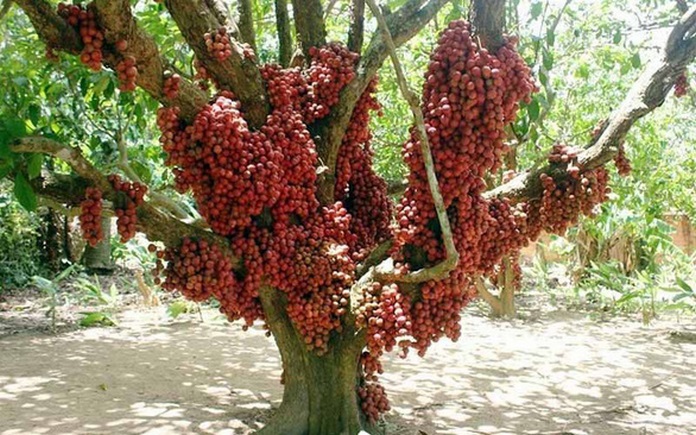 dulichphuyen-vanhoamuacaydo2