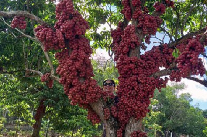 dulichphuyen-vanhoamuacaydo3