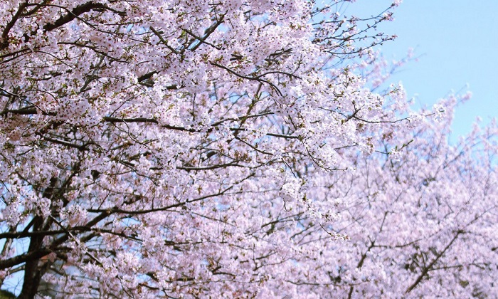 duxuanhanquocmuahoaanhdao1