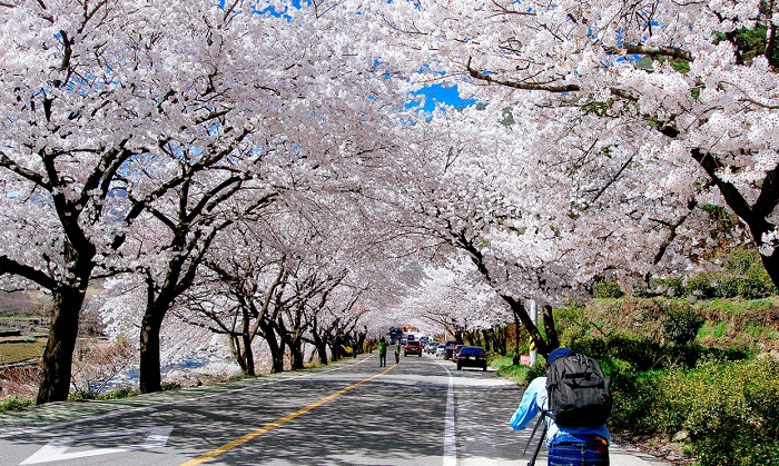 duxuanhanquocmuahoaanhdao6