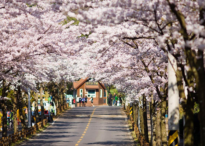 jeju-hoa-anh-dao Các mùa hoa trên đảo Jeju Hàn Quốc