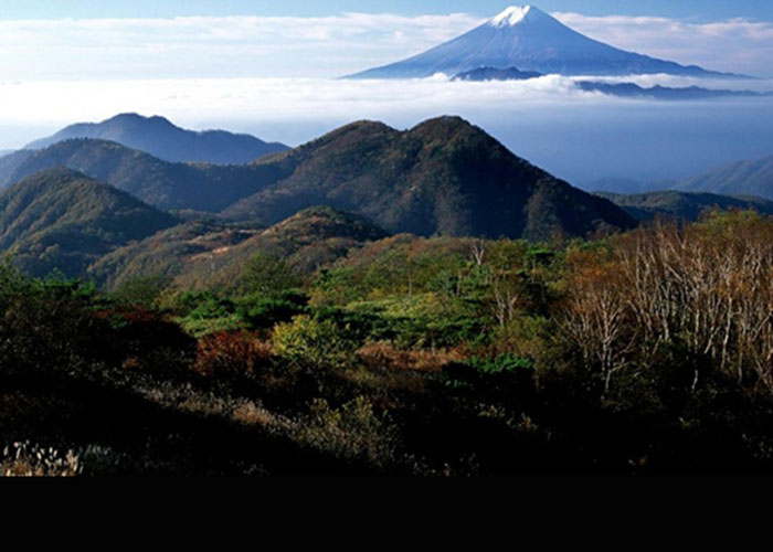 khu-rung-aokigahara Khu-rung-Aokigahara