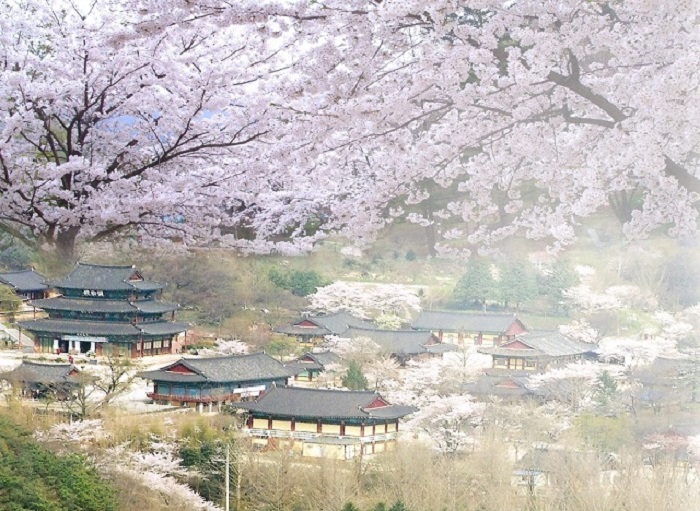 lehoihoanahdaohanquoc2