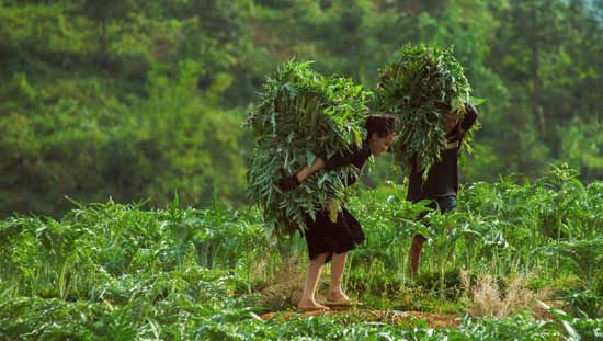 mang-rau-ve-nha Mang rau về nhà
