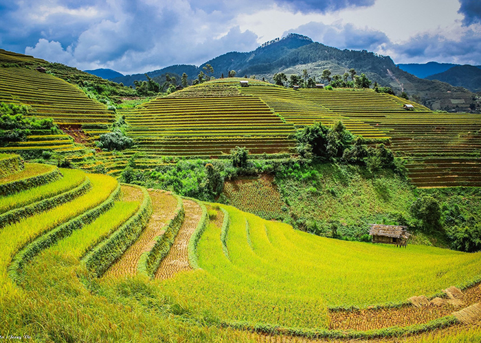 mu-cang-chai-mua-lua-chin-2