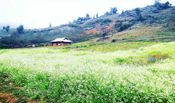 nhungdiadiemngamhoacaimocchuabankhongtheboqua3
