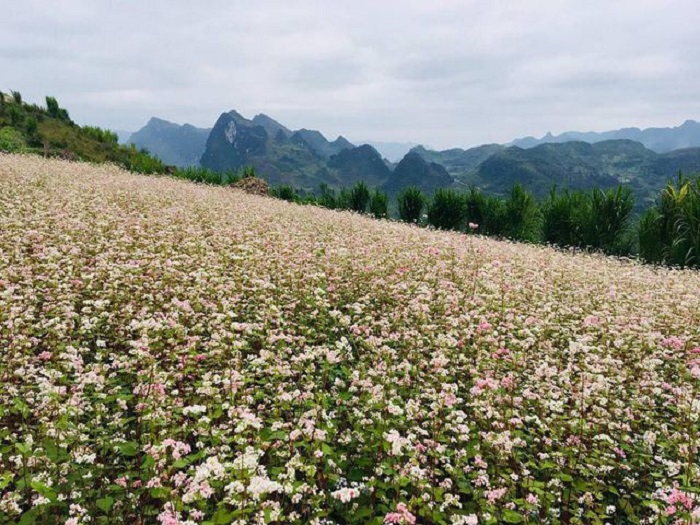 nhunglydosekhienbanphaidi-dulichhagiangthang10