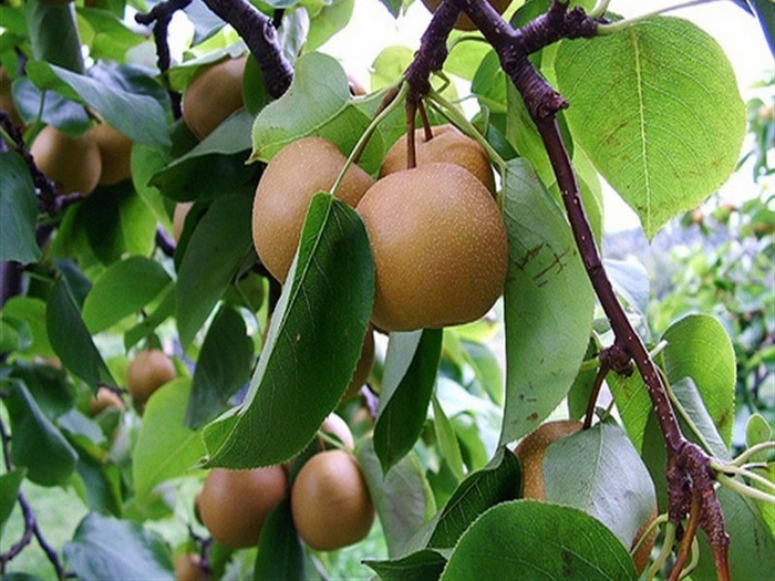 nhungmondacsansapamuathubankhongthebolo6