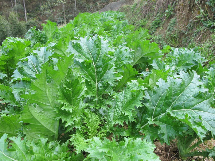 nhungmonngonbannenbietkhididulichsapa3