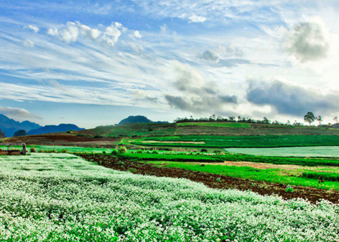 nong-truong-moc-chau-4