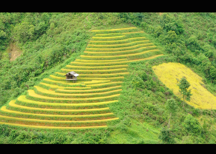 ruong-bac-thang-lapantan-mu-cang-chai