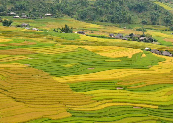 ruong-bac-thang-limmong-mu-cang-chai-1