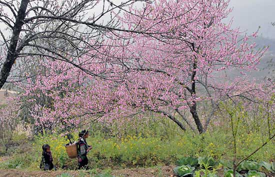 sapa-mua-xuan Khung cảnh Sa Pa vào mùa xuân