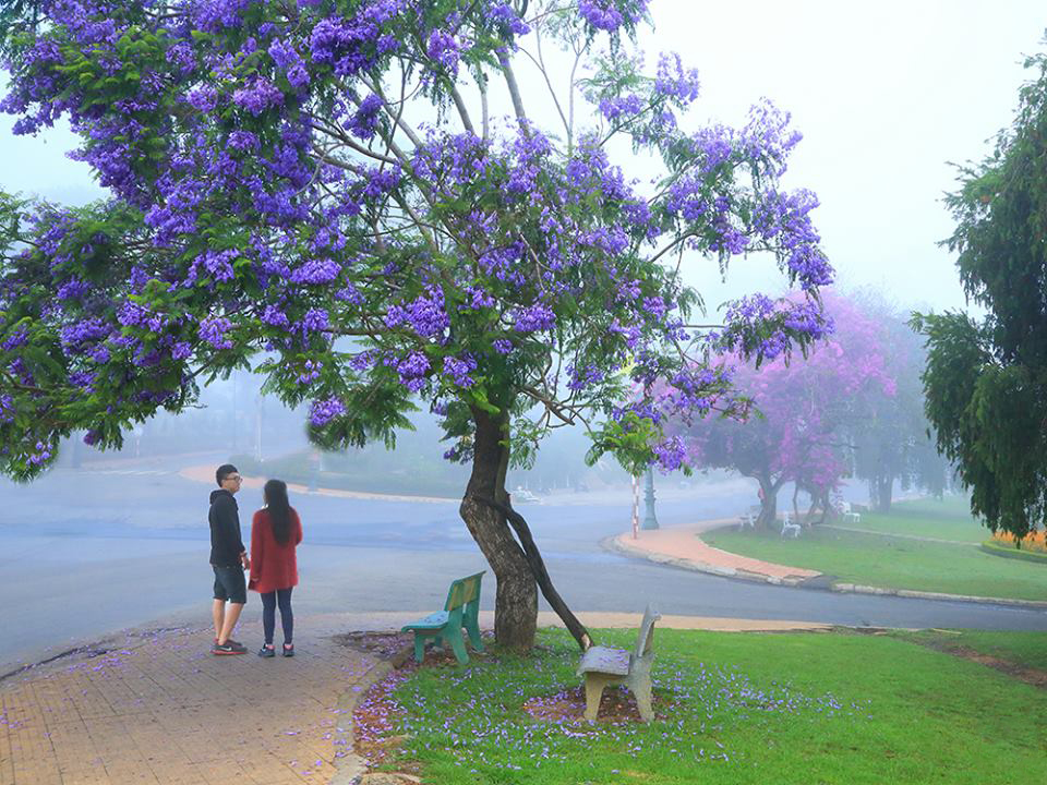 thamquandalatmuaphuongtim2