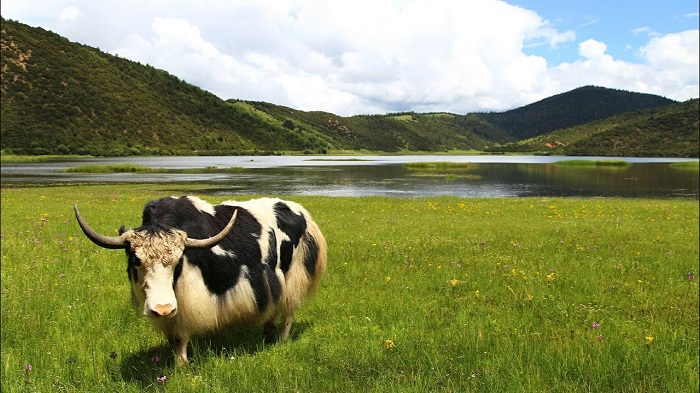 thien-duong-ha-gioi-le-giang-co-tran-gvt17 Công viên quốc gia Potatso (Pudacuo)