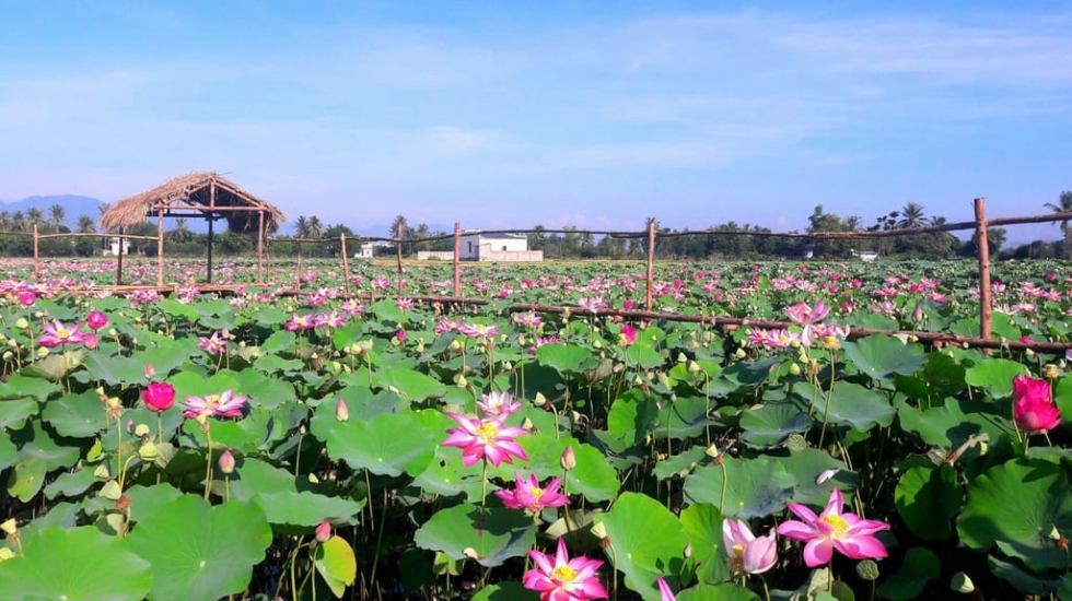 tuyen-chon-nhung-noi-check-in-cuc-doc-va-la-tai-nha-trang-4 Thỏa mãn nhu cầu chụp ảnh với cánh đồng sen Phước Đồng
