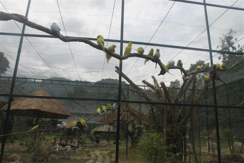 vuonchimyangbaynhatrang2