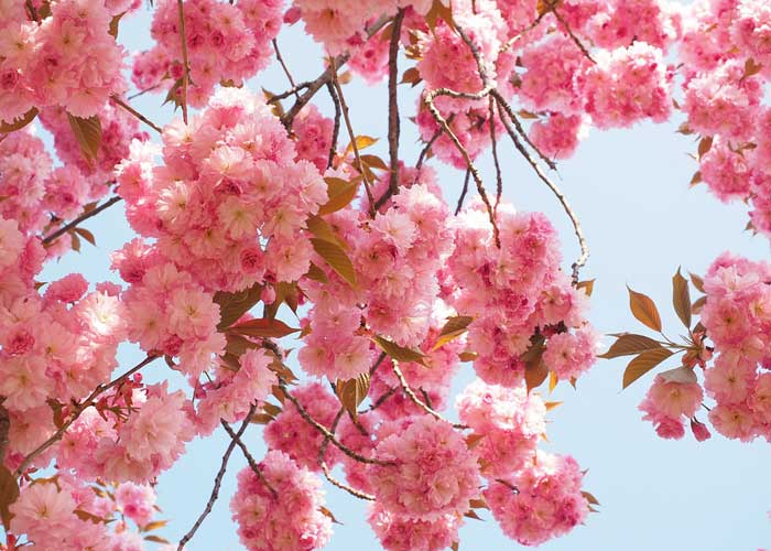 Tour Ngắm Hoa Anh Đào Nhật Bản 6 Ngày 5 Đêm 2025 Từ HCM