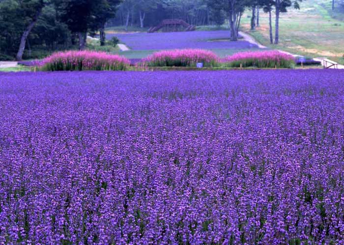 Tour Du Lịch Nhật Bản 5 Ngày 4 Đêm Mùa Hè