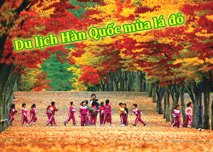 Du Lịch Hàn Quốc Mùa Lá Vàng/ Lá Đỏ 5 Ngày 4 Đêm (Bay Jin air)