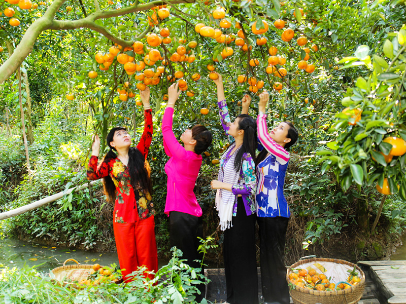 Tour Cần Thơ – Sóc Trăng – Bạc Liêu – Cà Mau – 4 Ngày 3 Đêm Tết