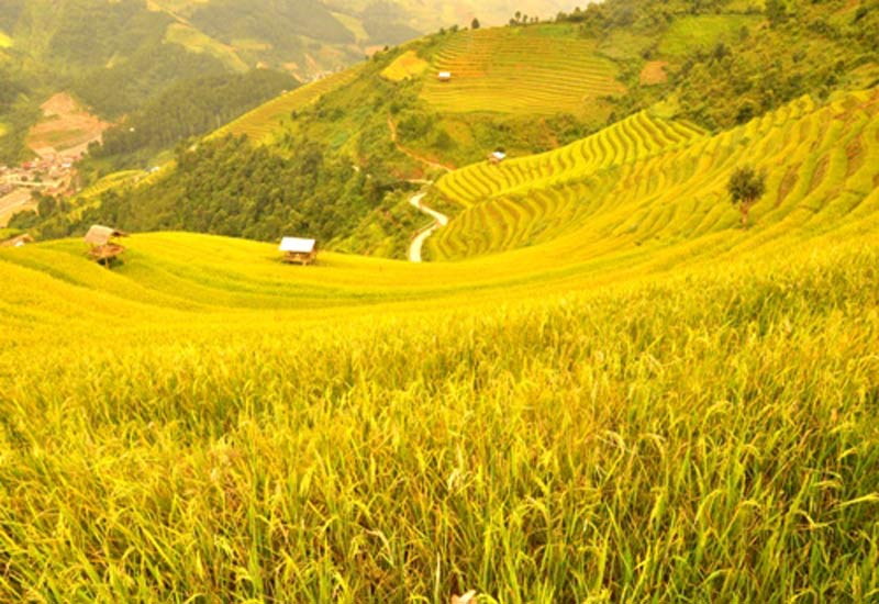Tour Du Lịch Mù Cang Chải 3 Ngày 2 Đêm: Ngọc Chiến - Mùa Lúa Chín