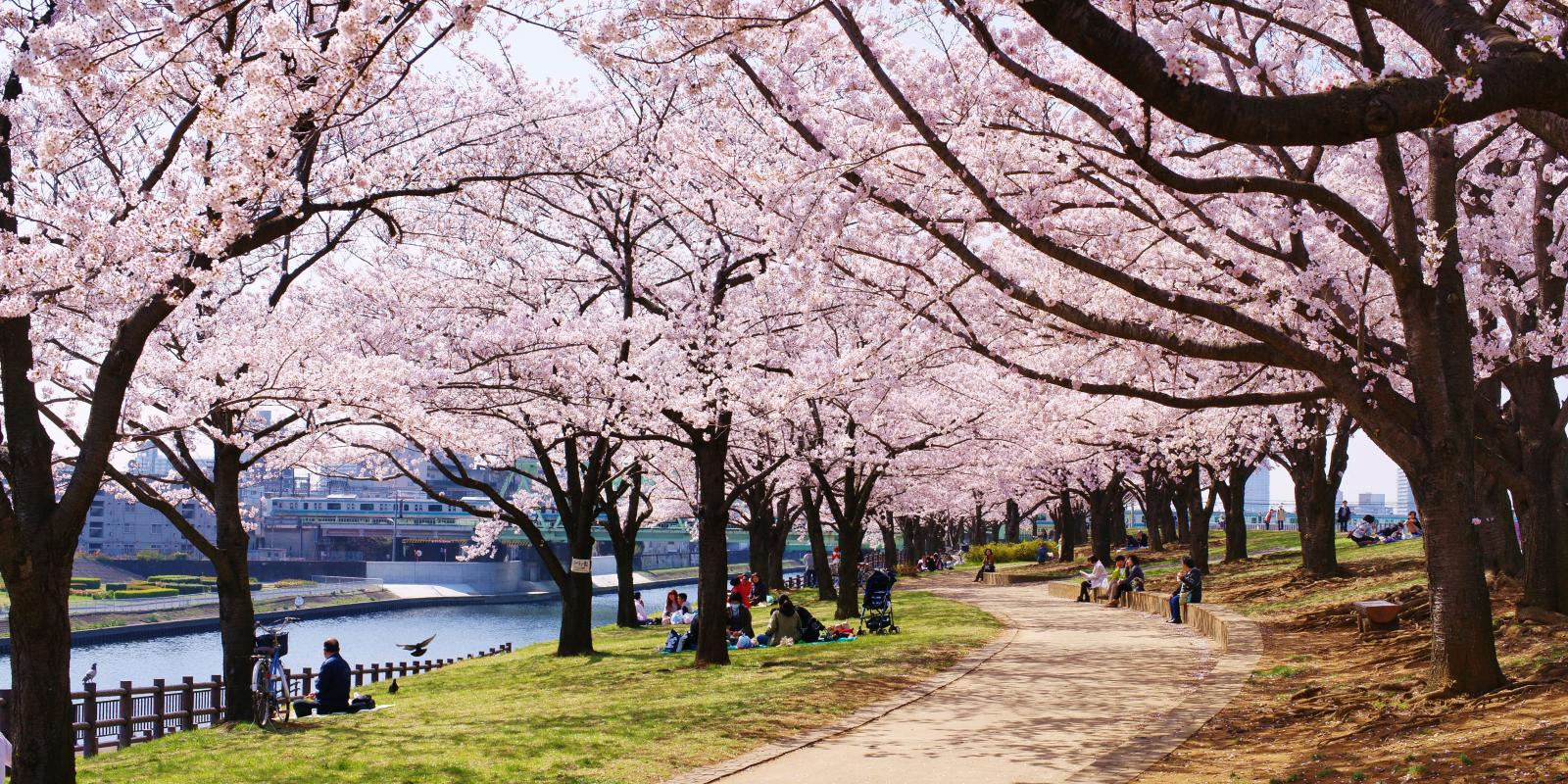 TOUR ĐÓN HOA ANH ĐÀO VÀ NGÀY LỄ 30/4 LIÊN TUYẾN ĐÔNG TÂY HOA KỲ 2026 KHỞI HÀNH HÀ NỘI 21/3