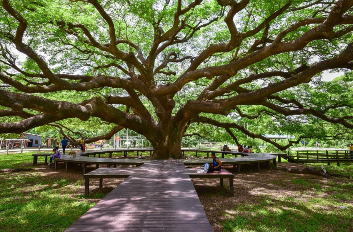 Cây Đa Khổng Lồ (Giant Monkey Pod Tree)