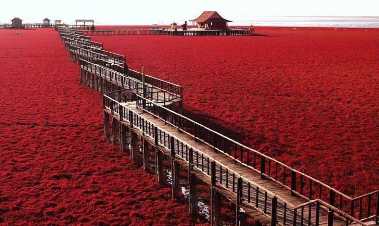 Bãi biển đỏ Panjin Trung Quốc mùa thu